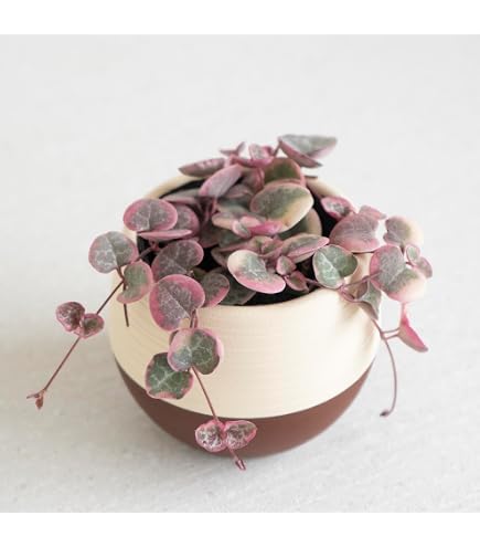 ハートカズラ♡ レディハート♡鉢ごと☆多肉植物 Amazon｜ハートカズラ レディーハート×2鉢 多肉植物｜観葉植物